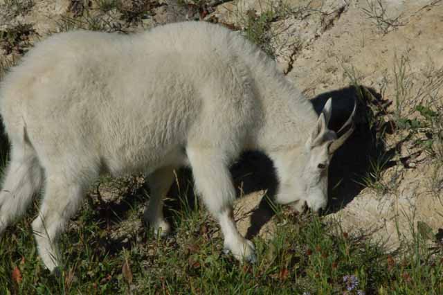 mountain goat